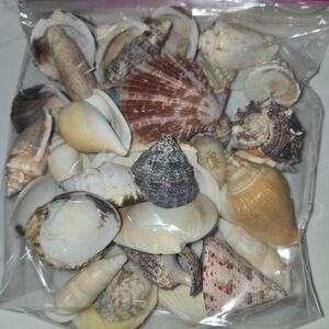 Seashells Random Assortment BAG #2 out of 3, -Buy All 3 Bags 25% Off